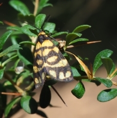 Asura lydia (Lydia Lichen Moth) at Mount Majura - 11 Mar 2024 by JodieR