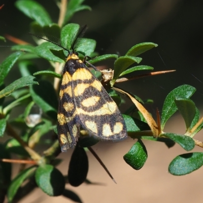Asura lydia (Lydia Lichen Moth) at Watson, ACT - 10 Mar 2024 by JodieR