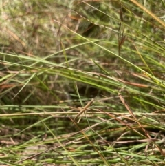 Keyacris scurra (Key's Matchstick Grasshopper) at Forde, ACT - 12 Mar 2024 by leith7