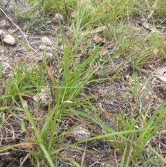 Keyacris scurra (Key's Matchstick Grasshopper) at Kinleyside - 28 Feb 2024 by leith7