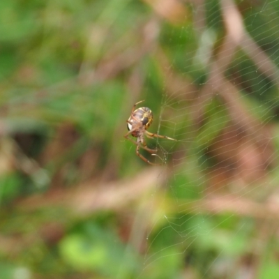 Phonognatha graeffei (Leaf Curling Spider) at Mount Majura - 10 Mar 2024 by JodieR