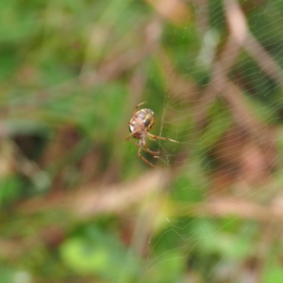 Phonognatha graeffei (Leaf Curling Spider) at Mount Majura - 11 Mar 2024 by JodieR