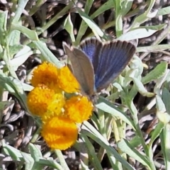 Zizina otis (Common Grass-Blue) at Budjan Galindji (Franklin Grassland) Reserve - 11 Feb 2024 by JenniM