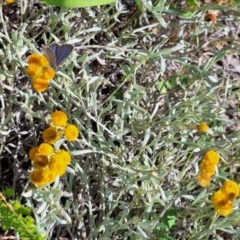 Zizina otis at Franklin Grassland (FRA_5) - 11 Feb 2024