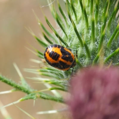 Agonoscelis rutila (Horehound bug) at P11 - 11 Mar 2024 by JodieR