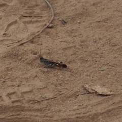 Austroicetes sp. (genus) (A grasshopper) at Mount Majura - 11 Mar 2024 by JodieR