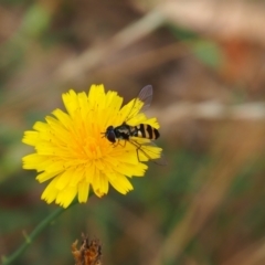 Syrphidae (family) (Unidentified Hover fly) at Mount Majura - 11 Mar 2024 by JodieR