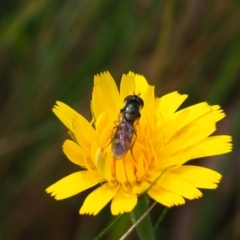 Melangyna sp. (genus) (Hover Fly) at Mount Majura - 11 Mar 2024 by JodieR