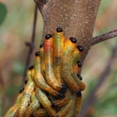 Pergidae sp. (family) (Unidentified Sawfly) at Mount Majura - 11 Mar 2024 by JodieR