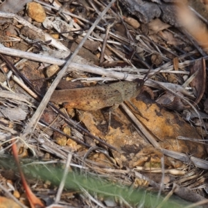 Goniaea australasiae at Mount Majura - 11 Mar 2024 12:01 PM