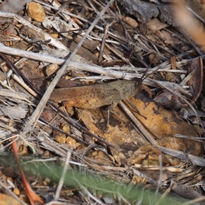 Goniaea australasiae (Gumleaf grasshopper) at Mount Majura - 11 Mar 2024 by JodieR