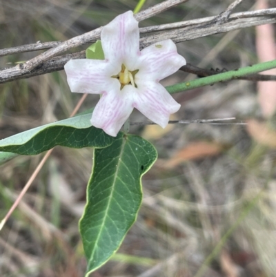 Araujia sericifera (Moth Plant) at Mount Ainslie - 29 Feb 2024 by JaneR