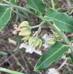 Araujia sericifera at Mount Ainslie - 29 Feb 2024