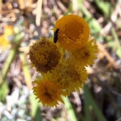 Dasytinae (subfamily) (Soft-winged flower beetle) at Budjan Galindji (Franklin Grassland) Reserve - 11 Feb 2024 by JenniM