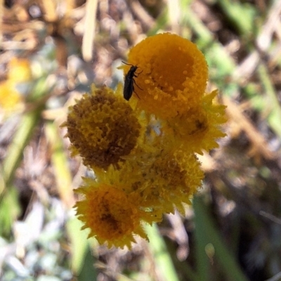 Dasytinae (subfamily) (Soft-winged flower beetle) at Budjan Galindji (Franklin Grassland) Reserve - 11 Feb 2024 by JenniM