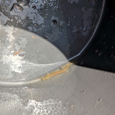 Misgurnus anguillicaudatus (Oriental Weatherloach) at Gungaderra Creek Ponds - 12 Mar 2024 by rbannister