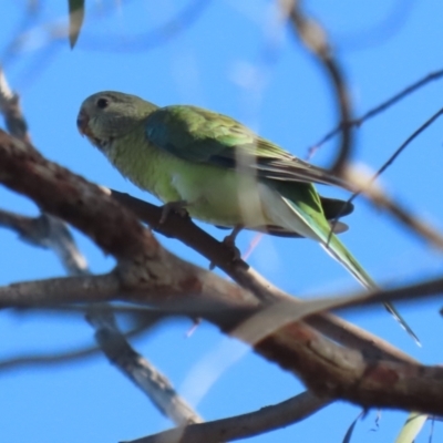 Psephotus haematonotus (Red-rumped Parrot) at Macarthur, ACT - 12 Mar 2024 by RodDeb