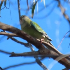 Psephotus haematonotus at Macarthur, ACT - 12 Mar 2024 09:15 AM