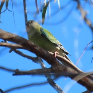 Psephotus haematonotus at Macarthur, ACT - 12 Mar 2024 09:15 AM