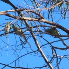 Psephotus haematonotus at Macarthur, ACT - 12 Mar 2024 09:15 AM