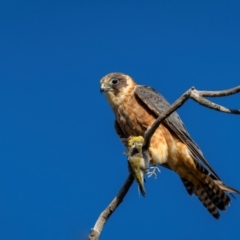 Falco longipennis (Australian Hobby) at Pialligo, ACT - 12 Mar 2024 by trevsci