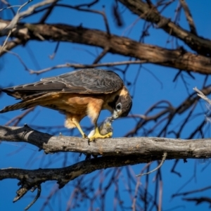 Falco longipennis at Pialligo, ACT - 12 Mar 2024