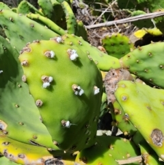 Dactylopius opuntiae (Prickly Pear Cochineal) at Oaks Estate, ACT - 12 Mar 2024 by HarleyB