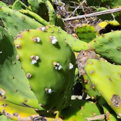 Dactylopius opuntiae (Prickly Pear Cochineal) at Molonglo Gorge - 12 Mar 2024 by HarleyB