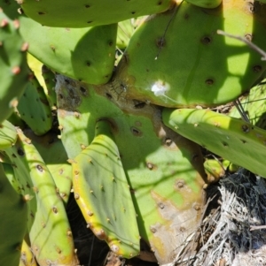 Dactylopius opuntiae at suppressed - 12 Mar 2024