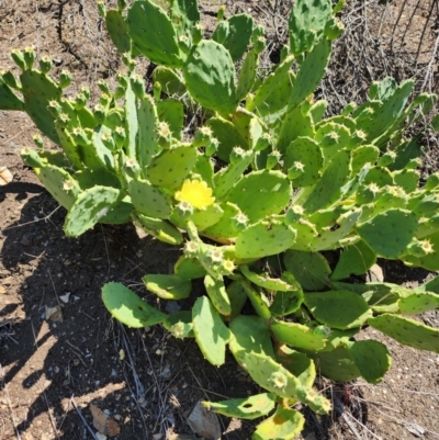 Opuntia stricta (Common Prickly Pear) at Molonglo Gorge - 12 Mar 2024 by HarleyB