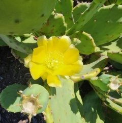 Opuntia stricta at Molonglo Gorge - 12 Mar 2024