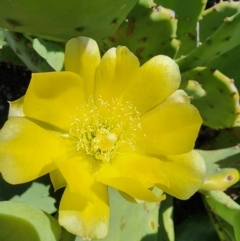 Opuntia stricta at Molonglo Gorge - 12 Mar 2024