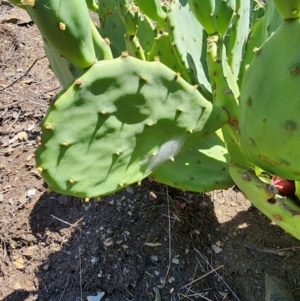 Opuntia stricta at Molonglo Gorge - 12 Mar 2024