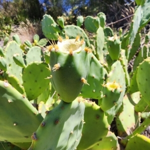 Opuntia stricta at Molonglo Gorge - 12 Mar 2024