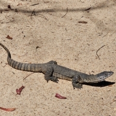 Varanus rosenbergi (Heath or Rosenberg's Monitor) at Booth, ACT - 10 Mar 2024 by ChrisHolder