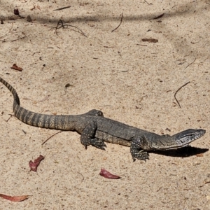 Varanus rosenbergi at Namadgi National Park - 10 Mar 2024