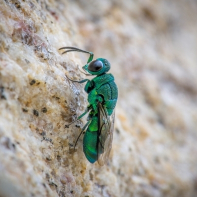 Chrysididae (family) (Cuckoo wasp or Emerald wasp) at Ainslie, ACT - 11 Mar 2024 by trevsci