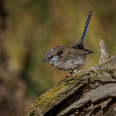 Malurus cyaneus (Superb Fairywren) at Pialligo, ACT - 11 Mar 2024 by trevsci