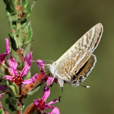 Lampides boeticus (Long-tailed Pea-blue) at ANBG - 11 Mar 2024 by DonTaylor