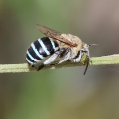 Unidentified Bee (Hymenoptera, Apiformes) at Wodonga, VIC - 11 Mar 2024 by KylieWaldon