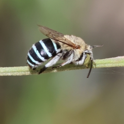 Amegilla (Zonamegilla) asserta at Wodonga, VIC - 11 Mar 2024 by KylieWaldon