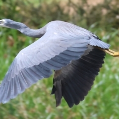 Egretta novaehollandiae (White-faced Heron) at Belvoir Park - 11 Mar 2024 by KylieWaldon