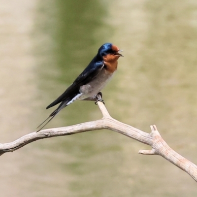 Hirundo neoxena (Welcome Swallow) at Belvoir Park - 11 Mar 2024 by KylieWaldon