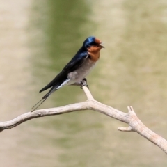 Hirundo neoxena (Welcome Swallow) at Belvoir Park - 11 Mar 2024 by KylieWaldon