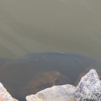 Cyprinus carpio (Common Carp) at Wodonga, VIC - 11 Mar 2024 by KylieWaldon