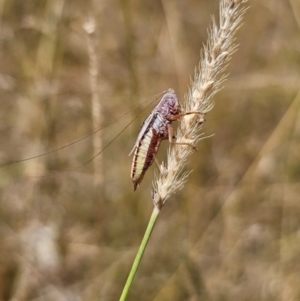 Conocephalus semivittatus at Young, NSW - 12 Mar 2024