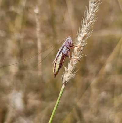 Conocephalus semivittatus (Meadow katydid) at Young, NSW - 12 Mar 2024 by Csteele4