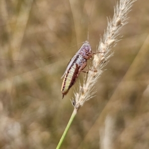 Conocephalus semivittatus at Young, NSW - 12 Mar 2024