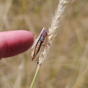 Conocephalus semivittatus at Young, NSW - 12 Mar 2024