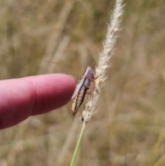 Conocephalus semivittatus at Young, NSW - 12 Mar 2024